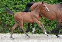 laudric-2-12-38-04