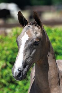 57 Divine Intervention d'Grandin Z
