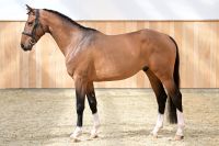 CLIFF VD HATERBEEK Z 3