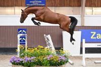 amore-vh-beeckhof-z-25
