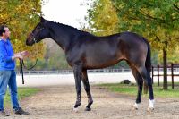 damoiselle-de-aulnes-z-14-53-45