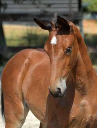 bulena-2