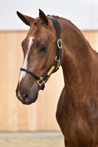Aganix van de To-Jo-Pe Hoeve Z