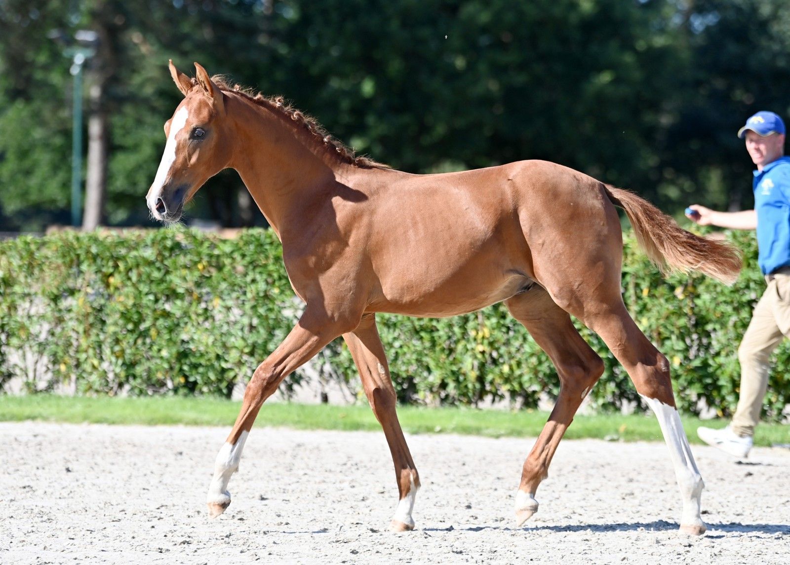 LEON DE LEVISTO Z CHAMPION OF THE Z FESTIVAL 2022! Zangersheide.Auction