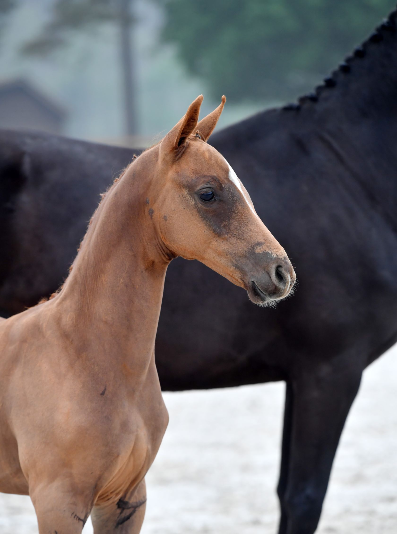 CODEX BERETTA AEG Z - Brother of 1m60 top performers GUN POWDER and F ...