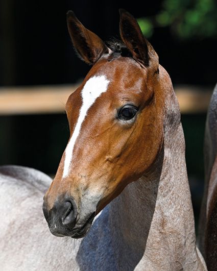 Ali R Z AILYN R Z - Zangersheide Champion filly & sister to 1.55m jumping ...