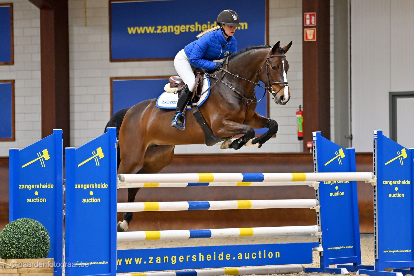 Ada Rasheed Z AIDA Z - Daughter of ASCA Z out of the dam line of LIMONCHELLO NT and ...