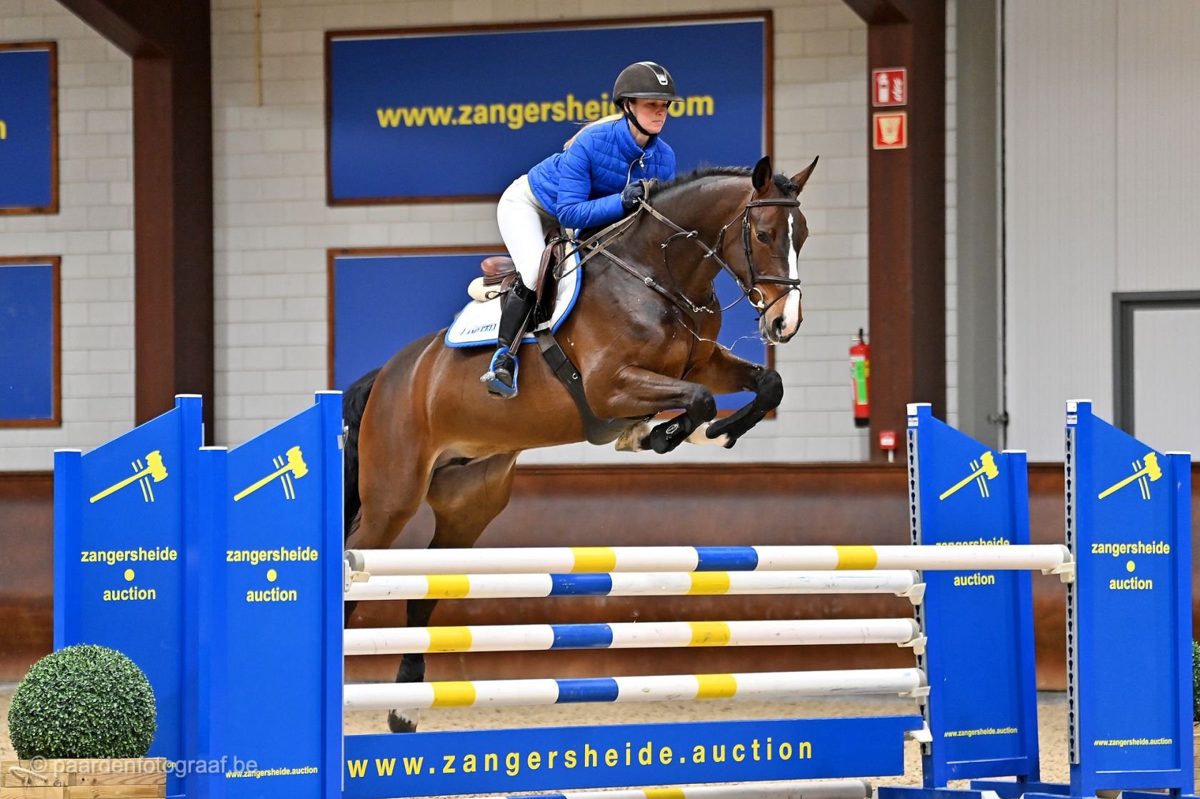 Ada Rasheed Z AIDA Z - Daughter of ASCA Z out of the dam line of LIMONCHELLO NT and ...