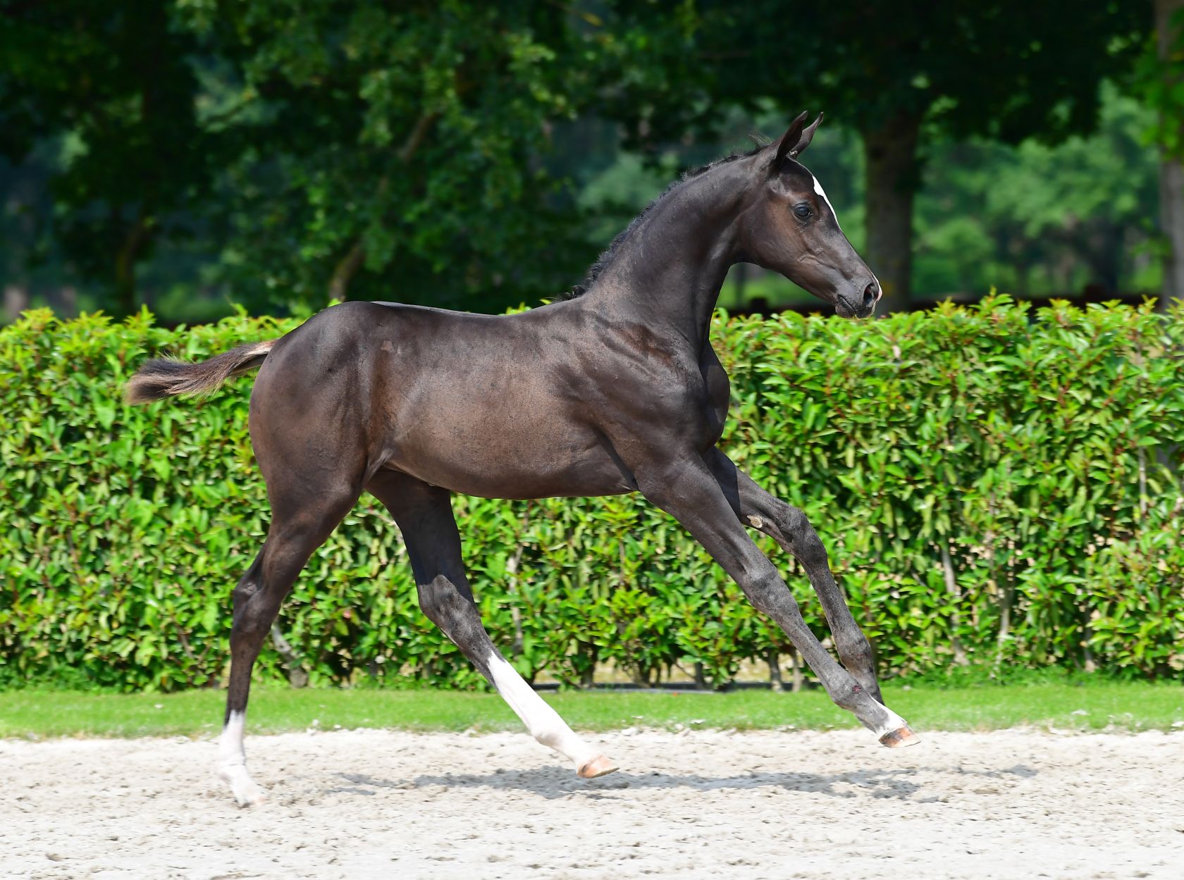 Vis Hoef PIALOCA VAN DE HOEF Z - Gorgeous filly out of one of Holstein's best ...