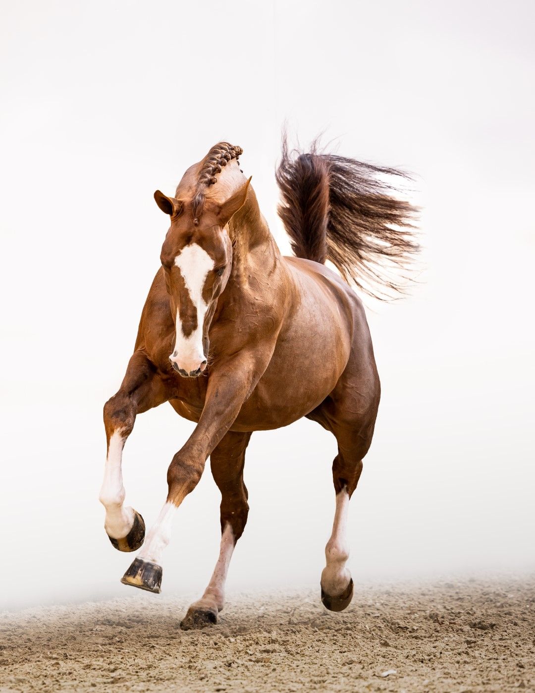 AGANIX DU SEIGNEUR Z - The force behind champions! | Studfarm Zangersheide