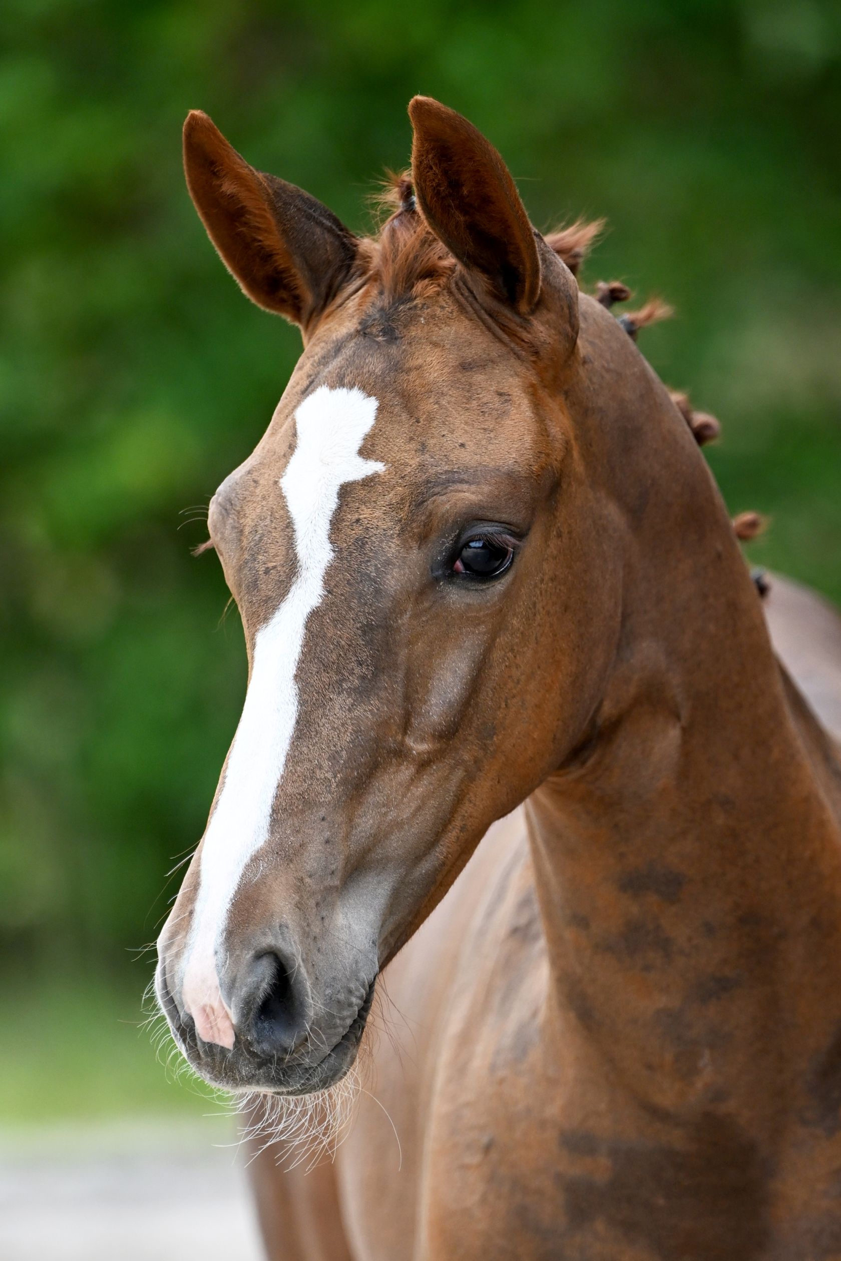 COPY PASTE DCK Z - Out of sister to Judy Ann Melchior's 1.60m GP mare ...