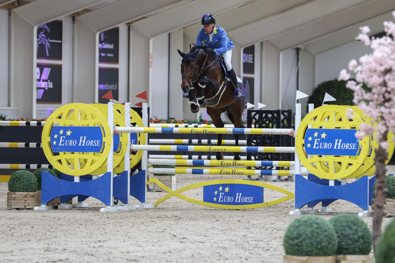 DOMINATOR 2000 Z - OUR CALLING CARD! | Studfarm Zangersheide