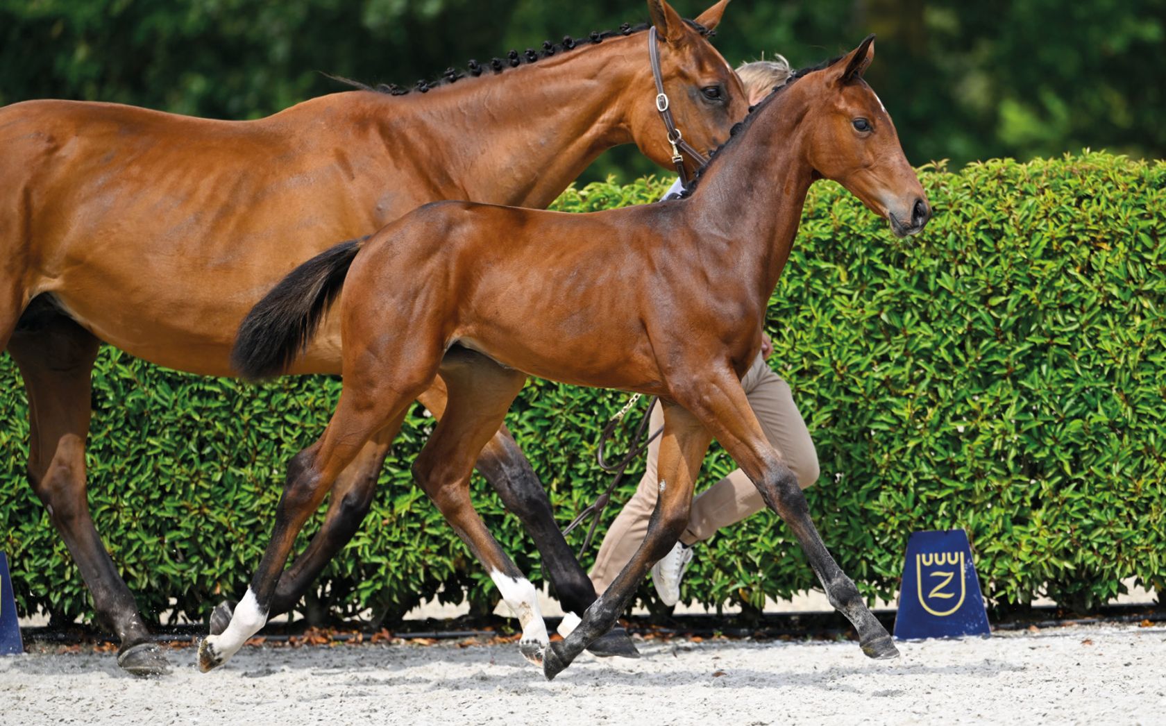 Chabelle CHABELLE DE NYZE Z - Sister of 1.60m jumping ABSIE, CALVINO DE NYZE Z ...