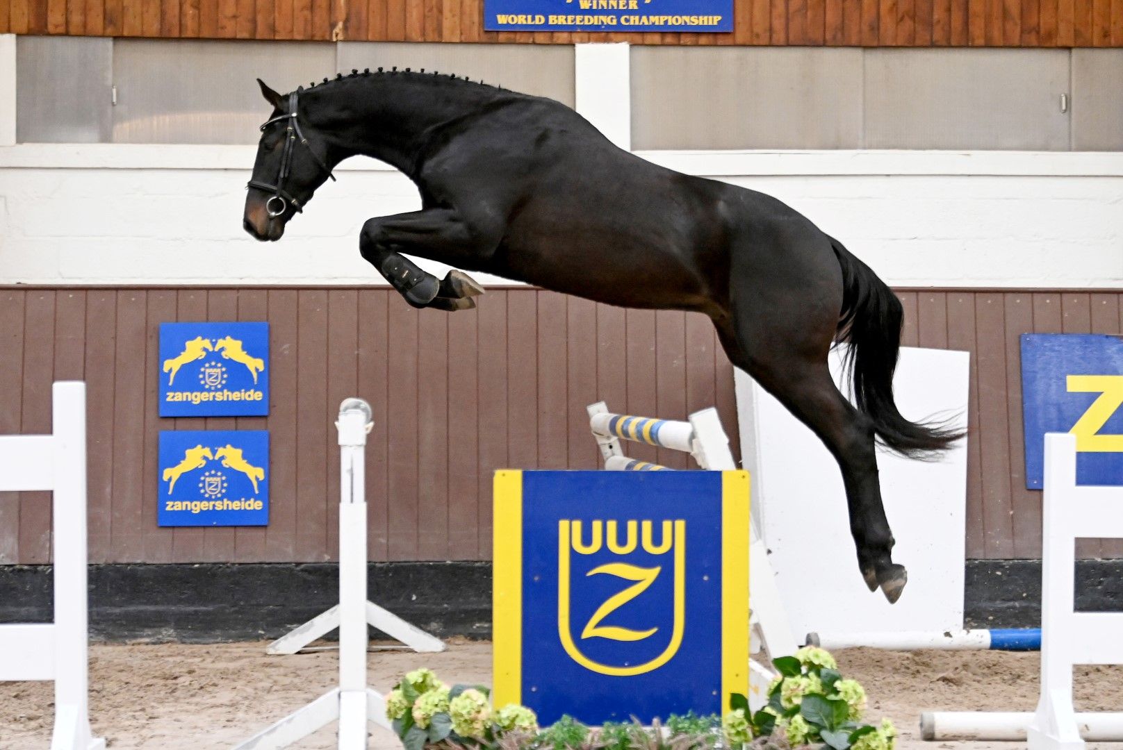 Charlie Ide CHARLIE OF DALWHINNIE Z - The looks and the scope of Corico Z ...