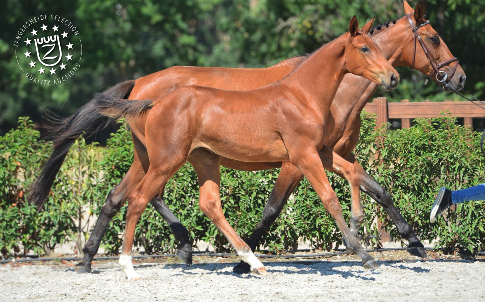 CHELSEA DV Z - Filly by Chacco Blue out of the sister to KRISKRAS DV ...