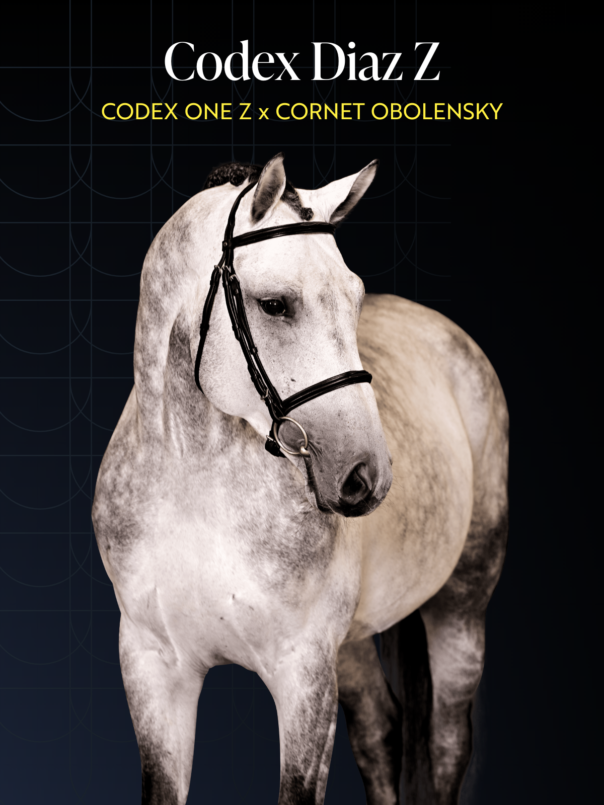Codex CODEX DIAZ Z - Approved stallion in the footsteps of his Aachen Grand ...